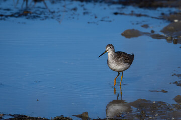 Greater Yellowlegs shorebird