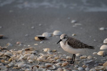 Sanderling