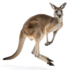 Kangaroo. 