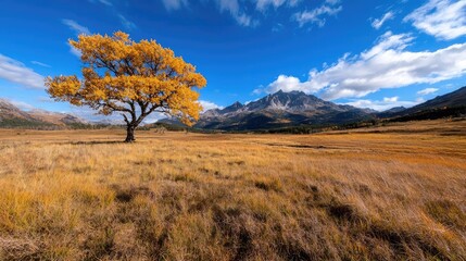 Obraz premium Lone golden aspen tree in autumn meadow, majestic mountains backdrop; nature, landscape photography