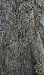Beautiful close-up of the bark of celtis occidentalis