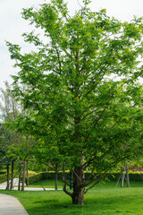 A tall, lush green tree with dense foliage stands prominently in a well-maintained park, surrounded by grass and other trees. Public landscape Galitsky park in Krasnodar