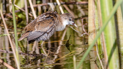 blue heron ardea cinerea