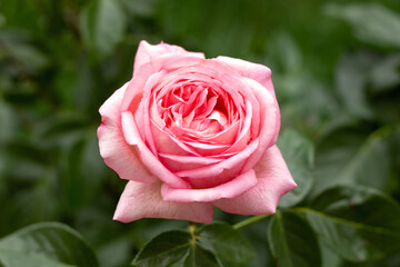 Pink rose flower in a garden. Green blurred background