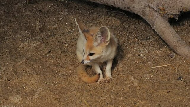 Vulpes zerda looks in different directions