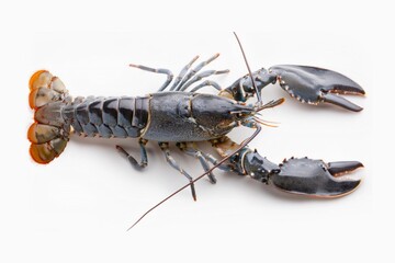 Fresh Lobster on white background, Raw Canadian Lobster isolate on white with clipping path.