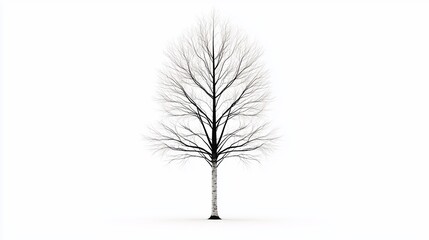 Fototapeta premium Bare deciduous tree isolated on white.