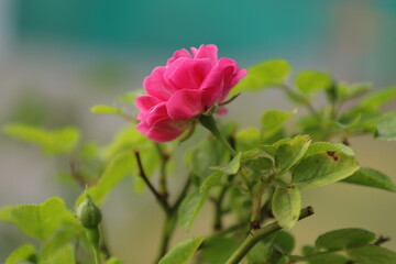 rows of tulips in a greenhouse