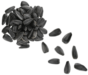 Scattered pile sunflower seeds isolated on a transparent background. Completely in focus. Top view.