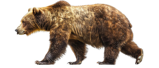 Fototapeta premium Grizzly bear walking in natural habitat wildlife photography outdoor environment close-up perspective