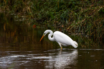 A white silver egret (Ardea alba modesta) looking for some food in the water