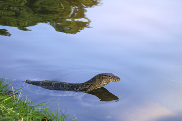 Asian water monitor (Varanus salvator) relaxing in clear water, animal portrait