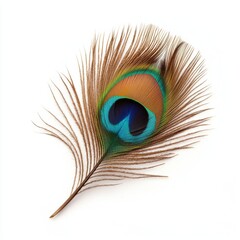 Obraz premium Vibrant Peacock Feather with Intricate Patterns and Rich Colors