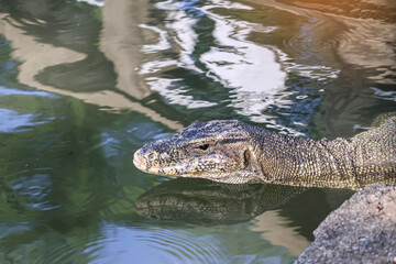 Asian water monitor (Varanus salvator) in fresh water, animal portrait