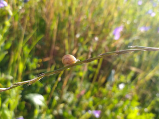 Snail Sitting on Green Leaf