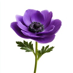 Vibrant Purple Anemone Flower Isolated on a White Background