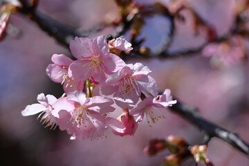 色鮮やかなピンク色の早咲き桜