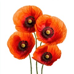 Vibrant Red Poppies Against White Background for Floral Decor