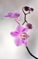 Różowy Storczyk na jasnym tle, Orchidea. Tapeta, dekoracja. © mycatherina