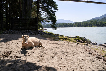 Cow resting on sandy riverbank with forest and mountain view in daylight scene.