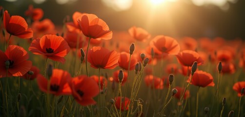 Obraz premium Field of orange-red poppies glowing in warm sunlight