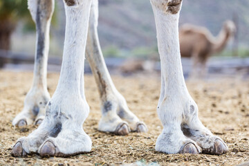 Fototapeta premium foot of a camel, gran canaria