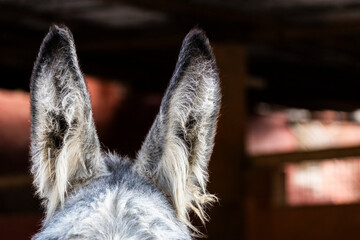 close up of a head, donkey ears