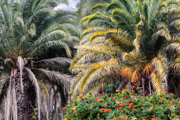 plants in the garden, palms