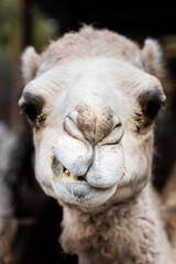 portrait of a camel