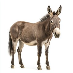 Fototapeta premium Brown donkey standing upright against a white background