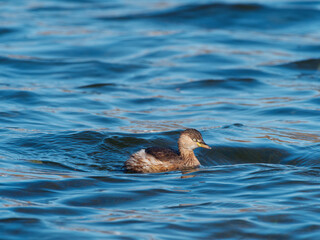 Close up view of little grebe swimming on calm blue water with reflection and ripples in sunny day.