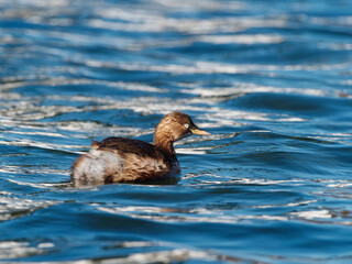 Close up view of little grebe swimming on calm blue water with reflection and ripples in sunny day.