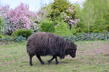 Cute brown ouessant sheep in garden