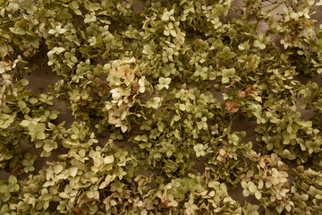 background of dried hydrangea flowers