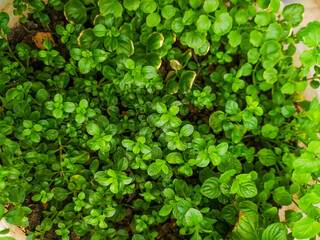 Lush, vibrant green foliage fills the frame, showcasing a dense collection of small, round leaves. Perfect for nature, gardening, or spring themes.