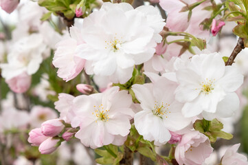 Obraz premium Beautiful white blossoms of a blooming pear tree on a tree branch with bright green leaves and soft natural light. Soft focus.