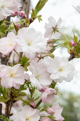 Beautiful white blossoms of a blooming pear tree on a tree branch with bright green leaves and soft natural light. Soft focus.