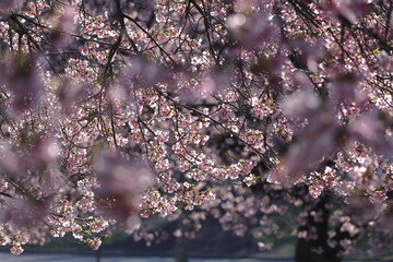 色鮮やかなピンク色の早咲き桜