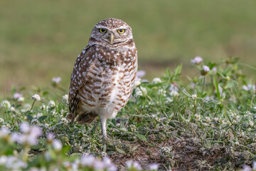 burrowing owl