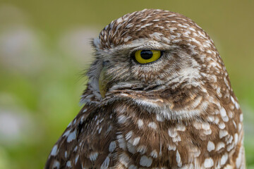 burrowing owl florida