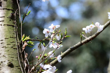 sakura
