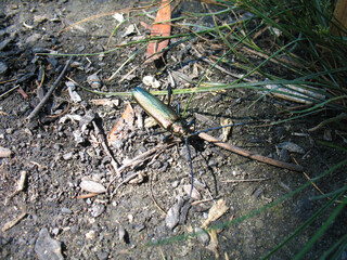 Identify this iridescent green beetle.