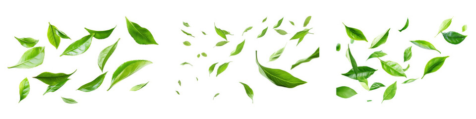 Obraz premium PNG Fresh green leaves scattered beautifully, element set on transparent background