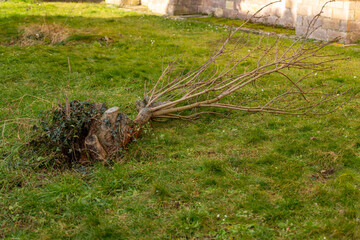 Fallen tree reveals tangled roots in a grassy area near a stone wall during early spring