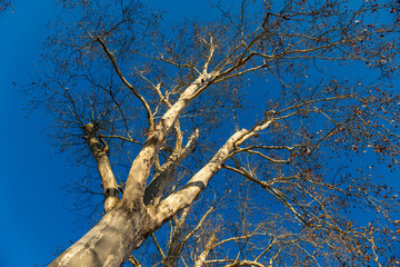 Majestic tree branches reaching towards a clear blue sky during a sunny afternoon