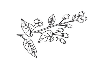 Line art botanical branch with leaves and berries isolated on white background. Black and white outline tree plant vector illustration. Graphic design for Print Brand Book Greeting Card Product Print