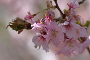 色鮮やかなピンク色の早咲き桜