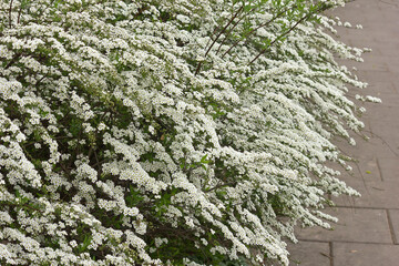 White flowers of spirea close-up. Flowering bush of meadowsweet.