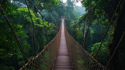 Forest Canopy Walk