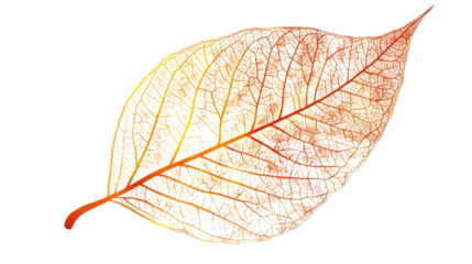 leaf with clearly visible veins isolated on white background 